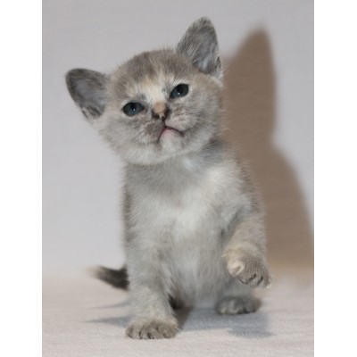 Blue tortie female