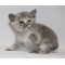 Blue tortie female