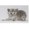 Blue tortie female