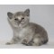 Blue tortie female